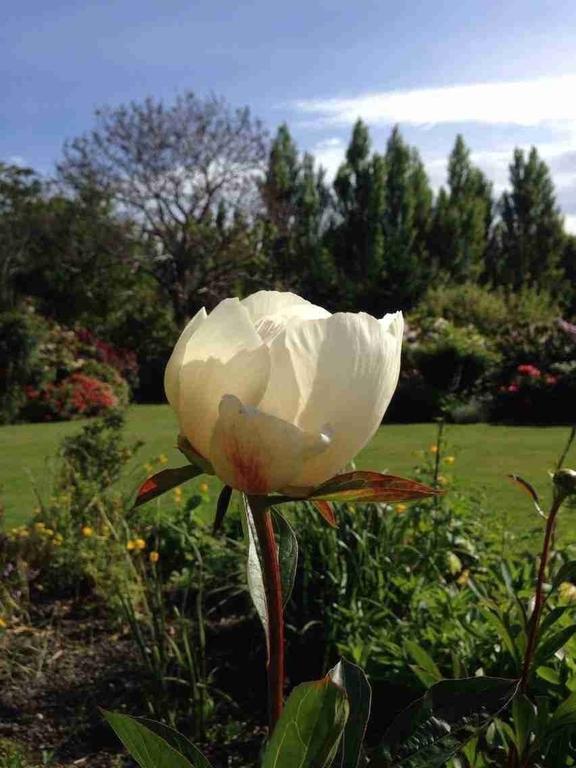 Rhododendron Garden Hotel ไครสต์เชิร์ช ห้อง รูปภาพ